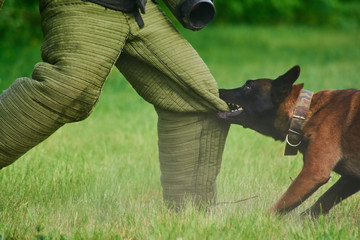 dog biting someone's pants leg